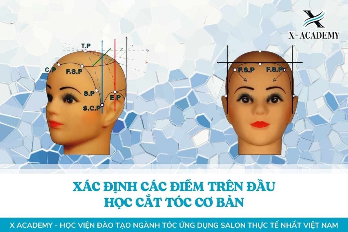 Xác định các điểm trên đầu trong ngành cắt tóc