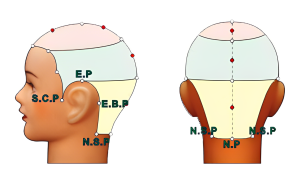 Tâm điểm sau (điểm sau cổ-điểm bên cổ)